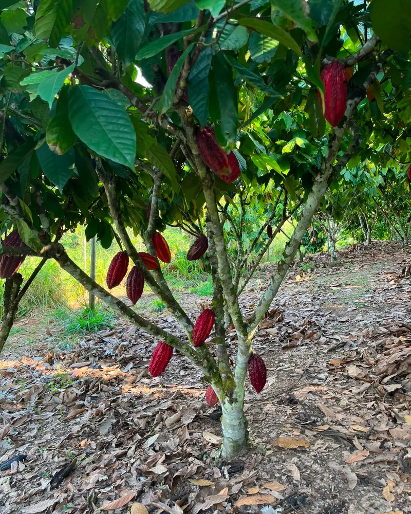 Cacao 1