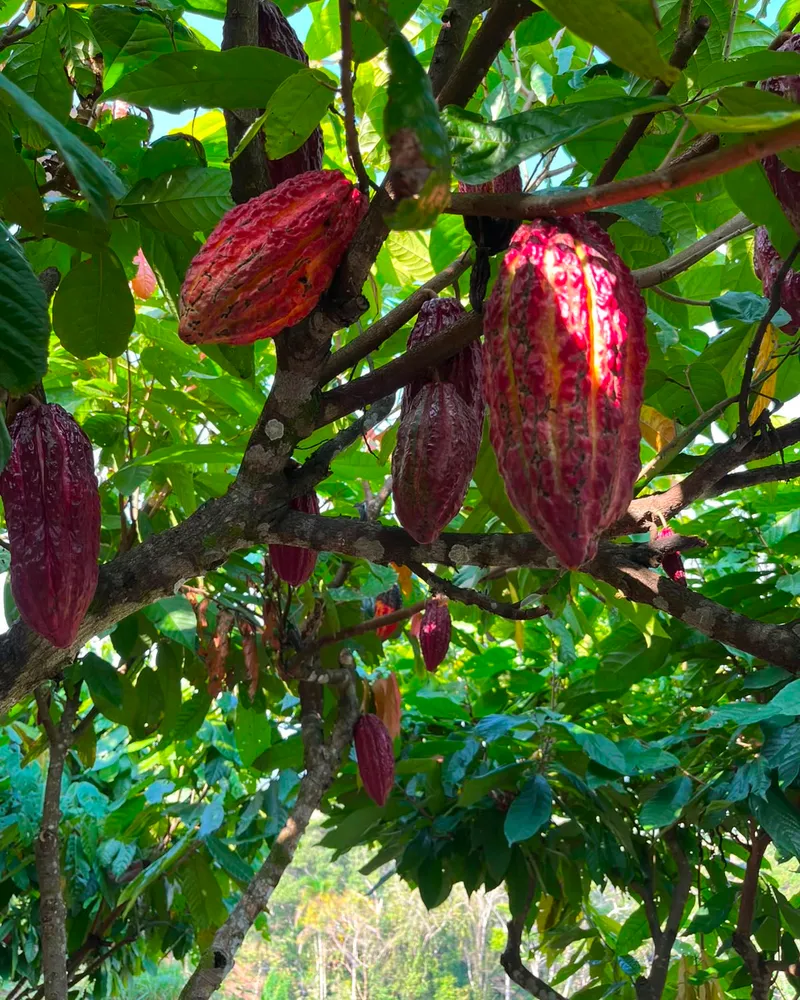 Cacao 2