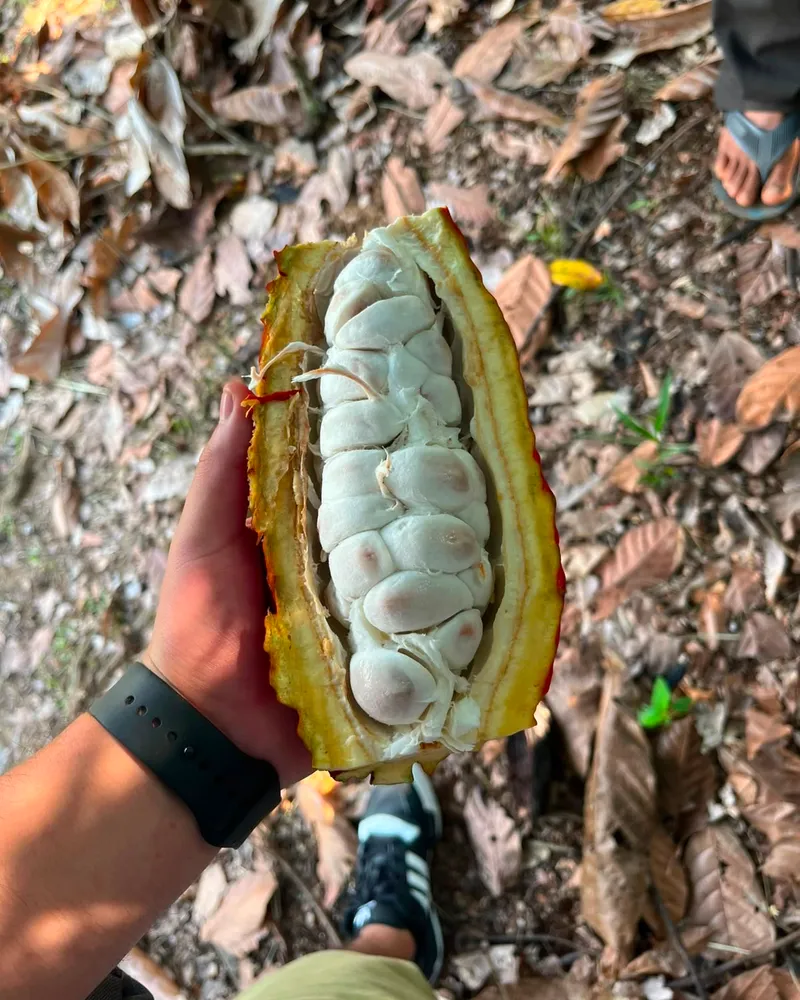 Cacao 4